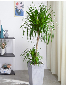 精选奉化花卉租赁专业,开启花卉装饰新体验